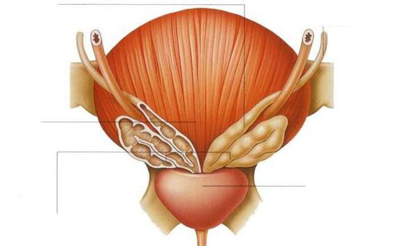 prostatako anatomia